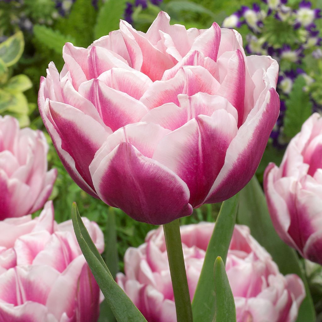 Tulipa Fantasy Lady- Double Early Tulip