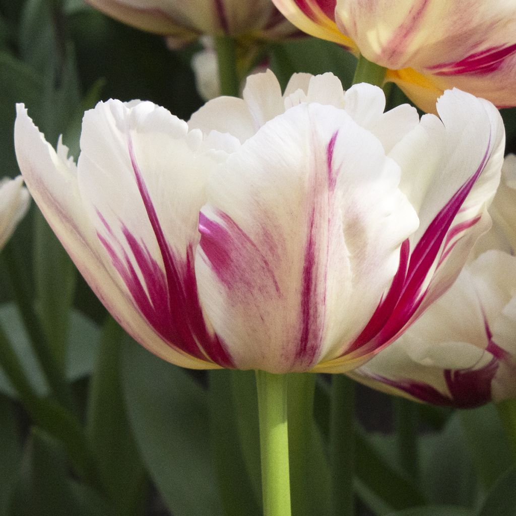 Tulipa Flaming Margarita- Double Early Tulip