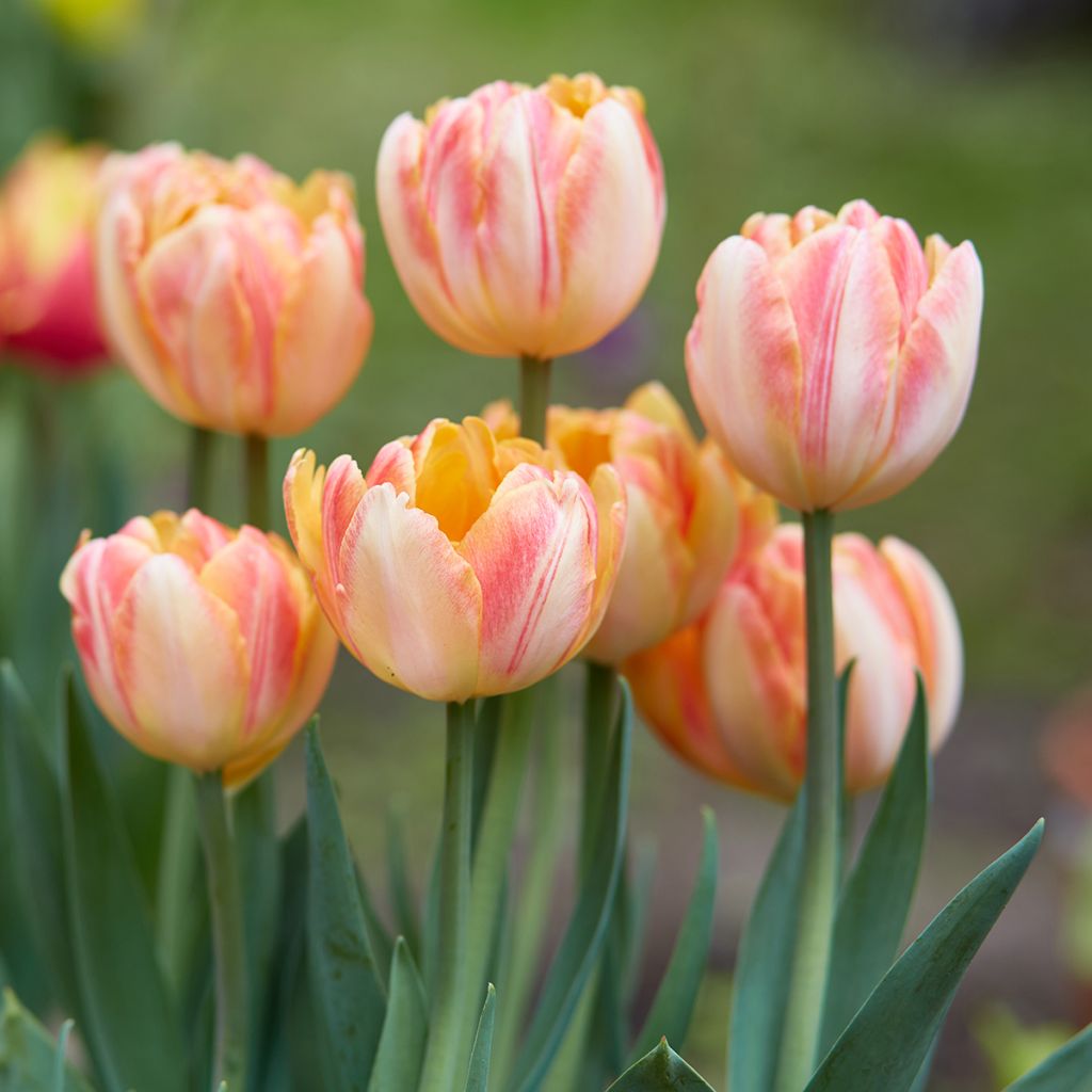 Tulipa Foxy Foxtrot- Double Early Tulip