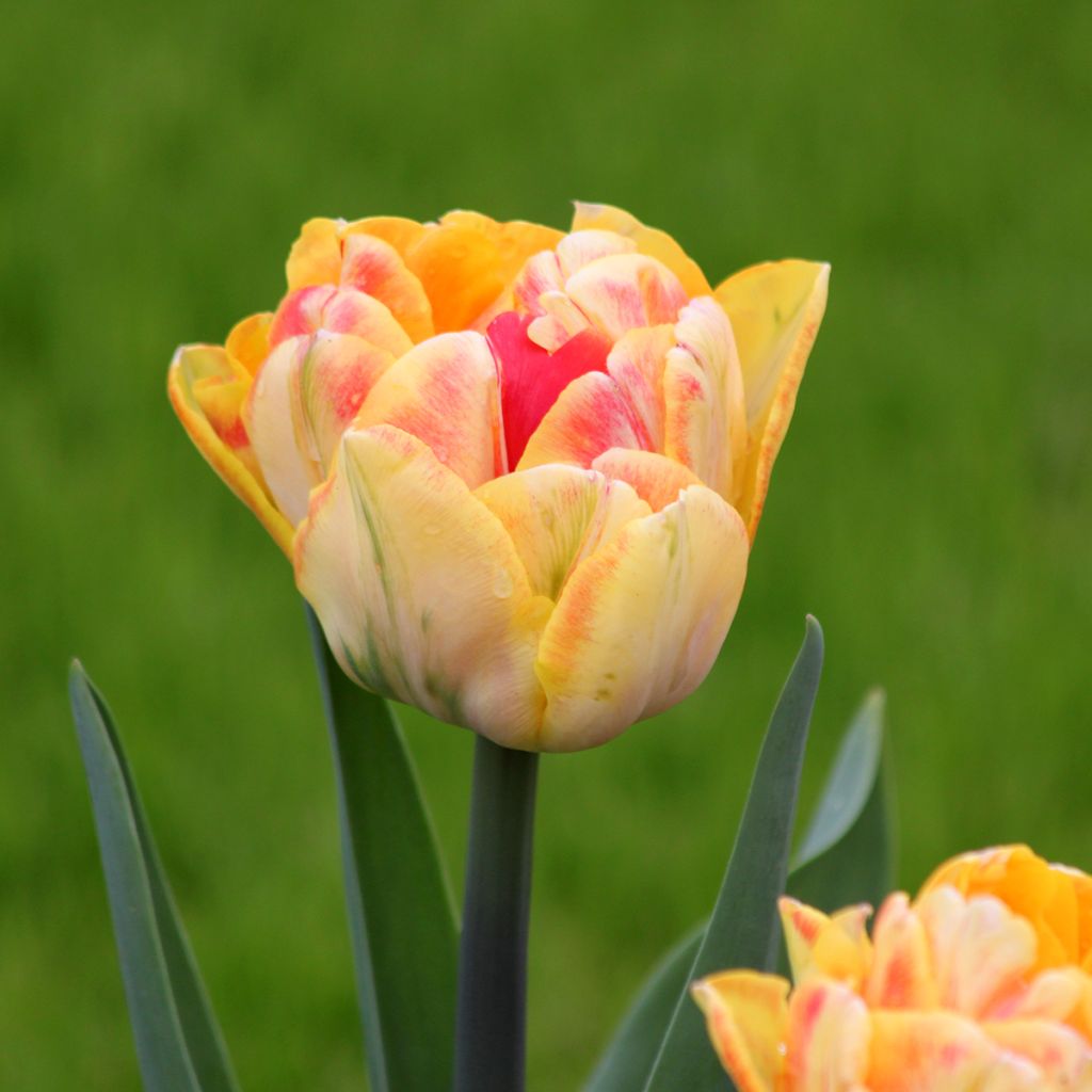 Tulipa Foxy Foxtrot- Double Early Tulip