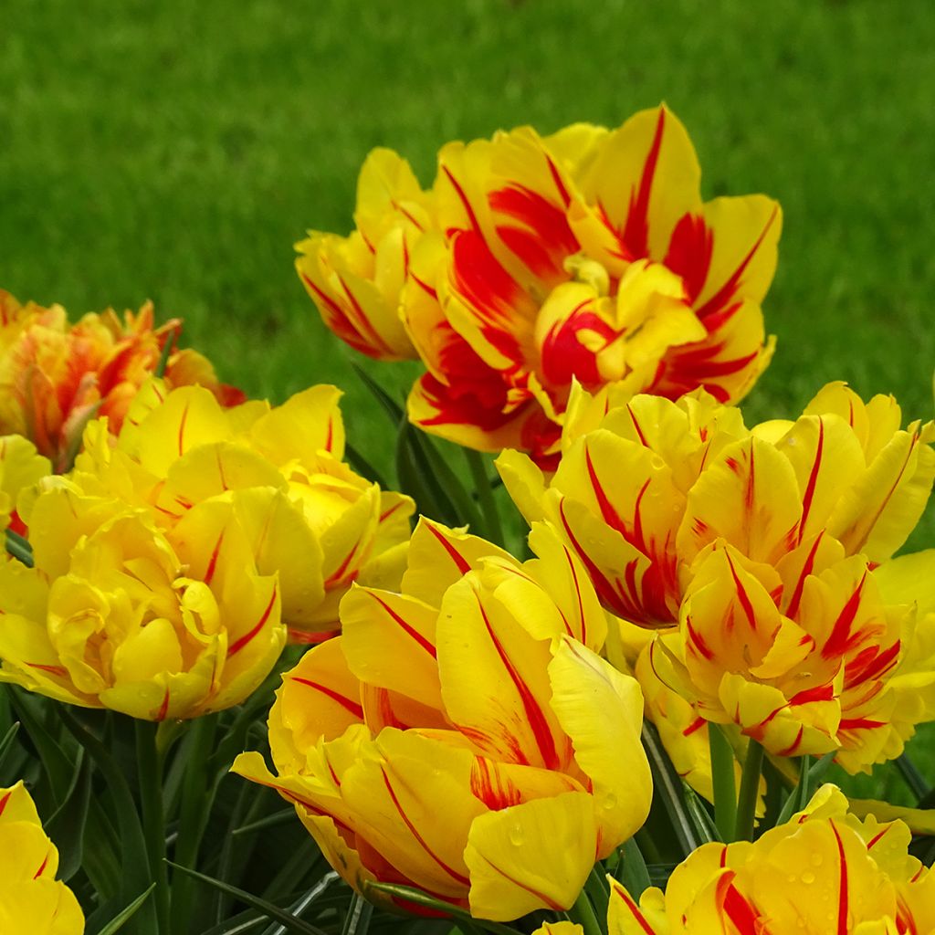 Tulipa Monsella- Double Early Tulip