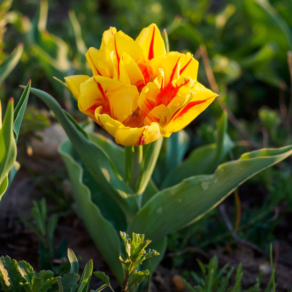 Tulipa Monsella- Double Early Tulip