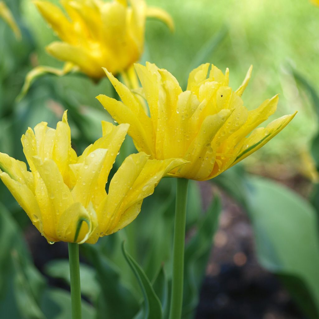 Tulipa Yellow Spider - Lily flowering Tulip