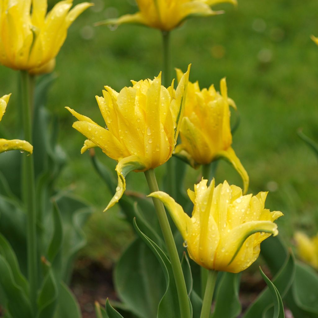 Tulipa Yellow Spider - Lily flowering Tulip