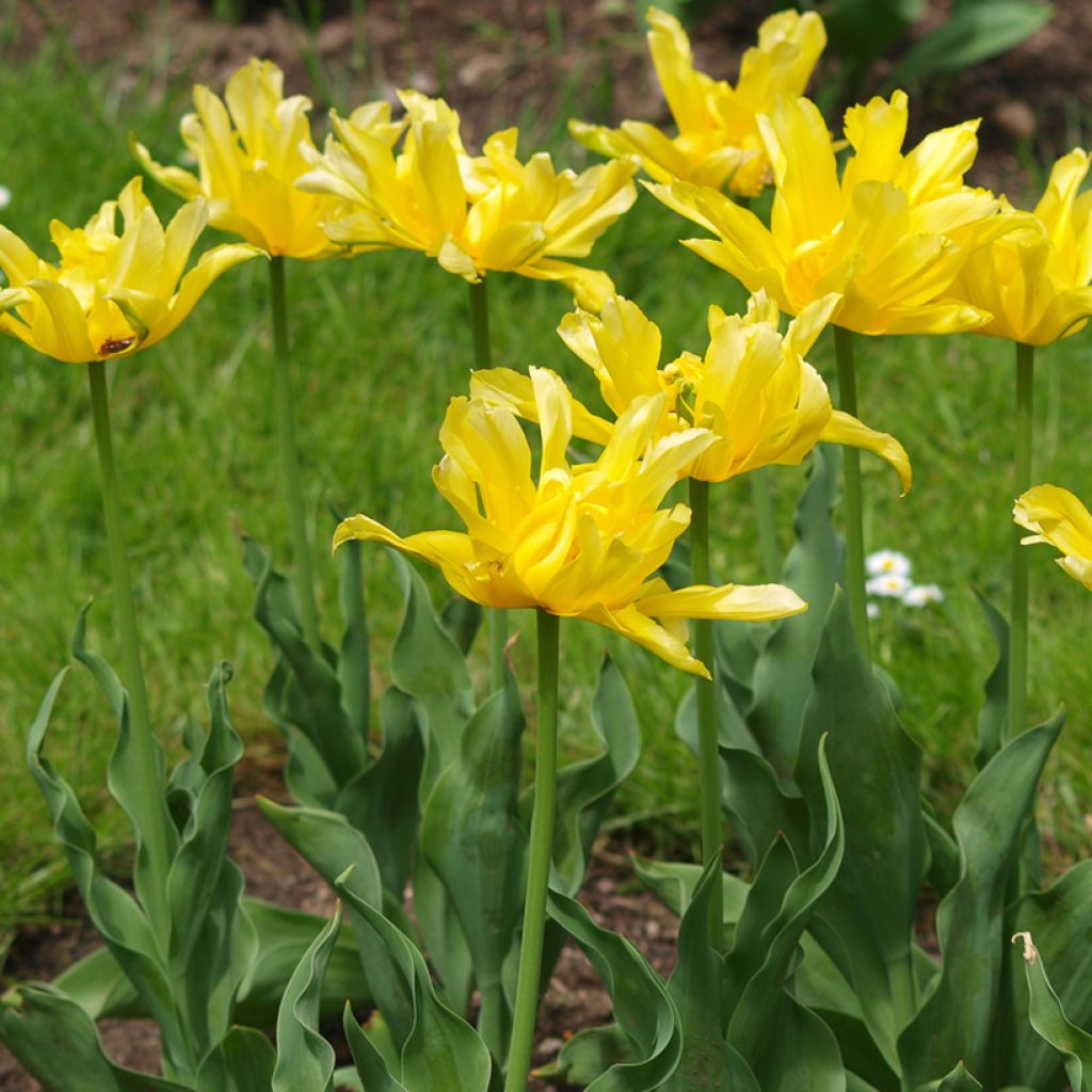 Tulipa Yellow Spider - Lily flowering Tulip