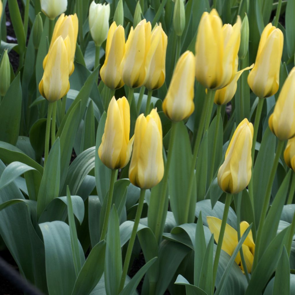 Tulipa Partitura - Foster's Tulip