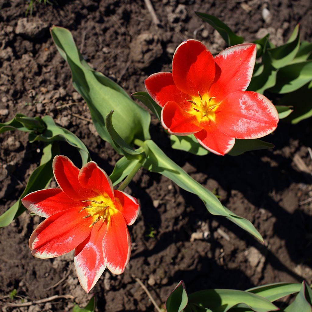 Tulipa fosteriana Pirand