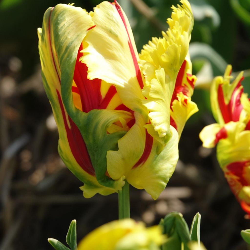 Tulipa Texas Flame - Parrot Tulip