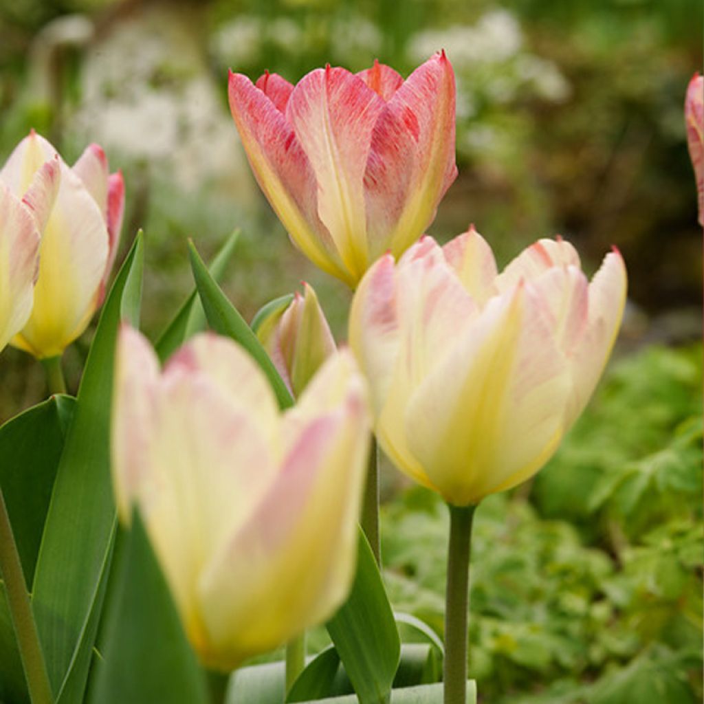 Tulipa 'Antoinette'