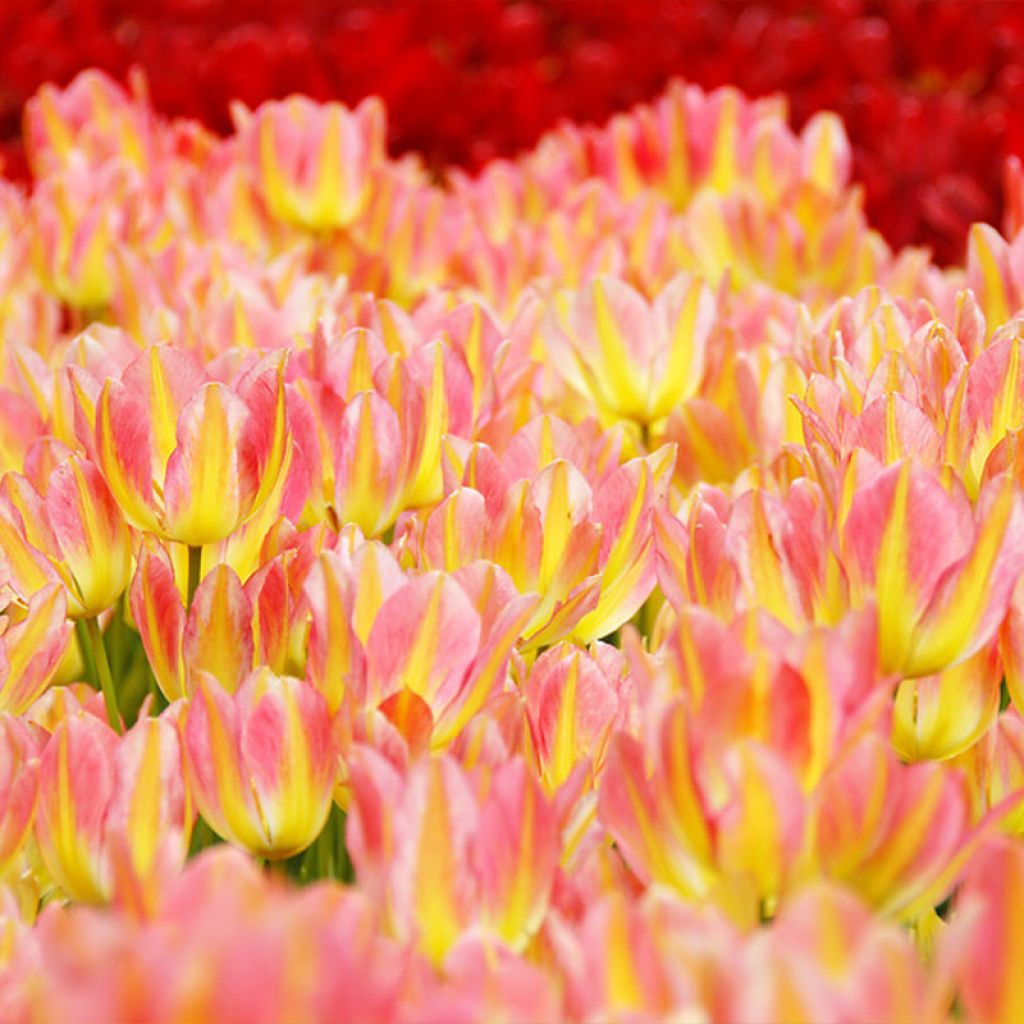 Tulipa 'Antoinette'