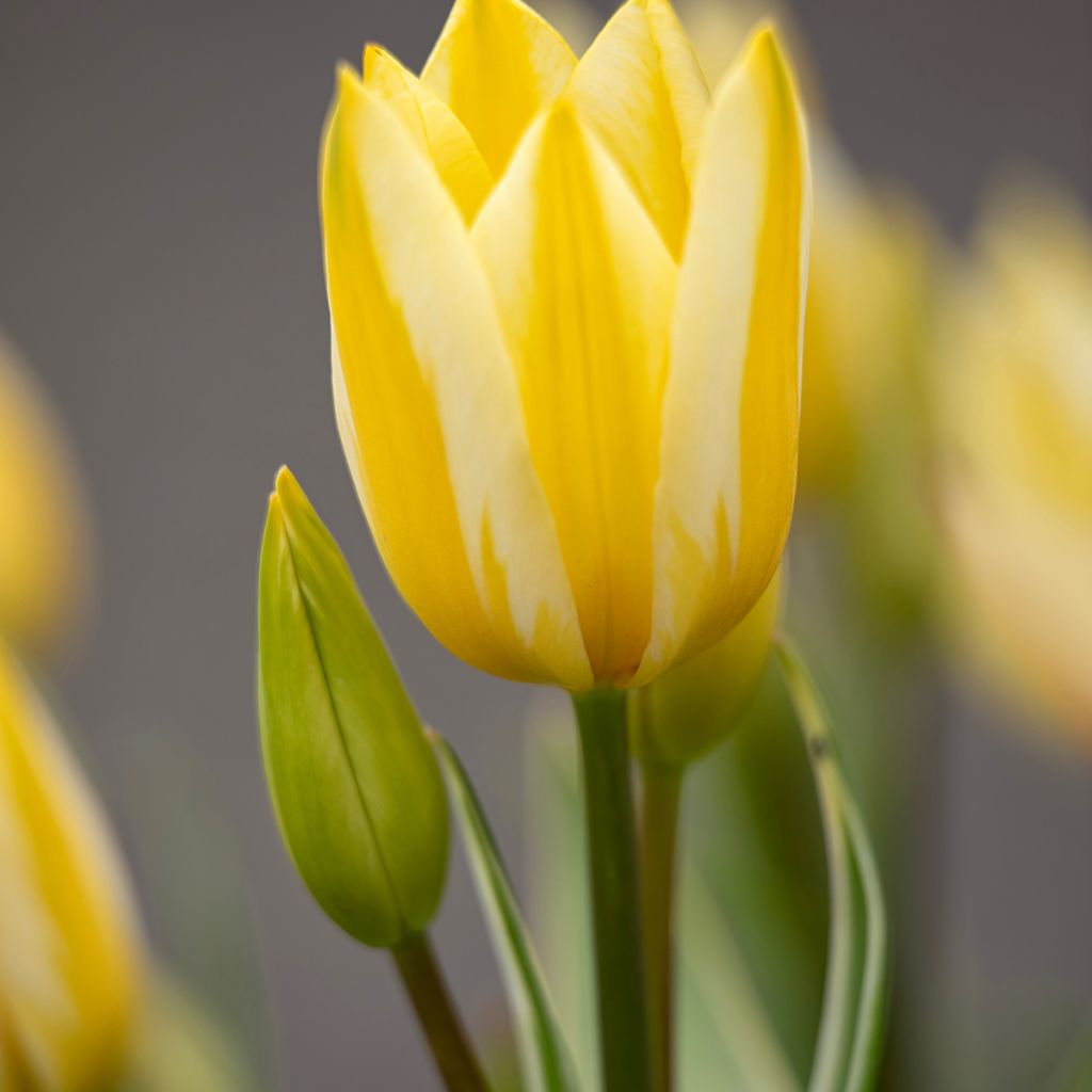 Tulipa 'Antoinette'