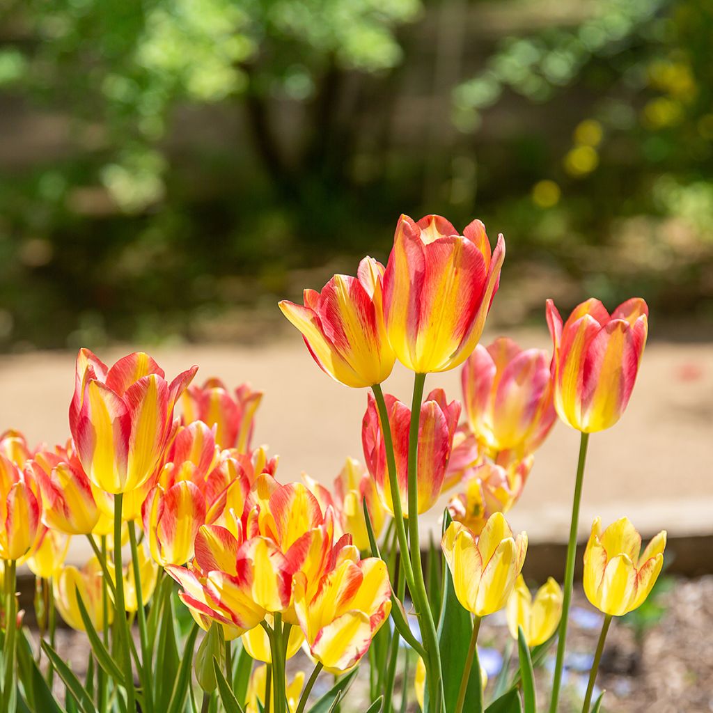 Tulipa 'Antoinette'