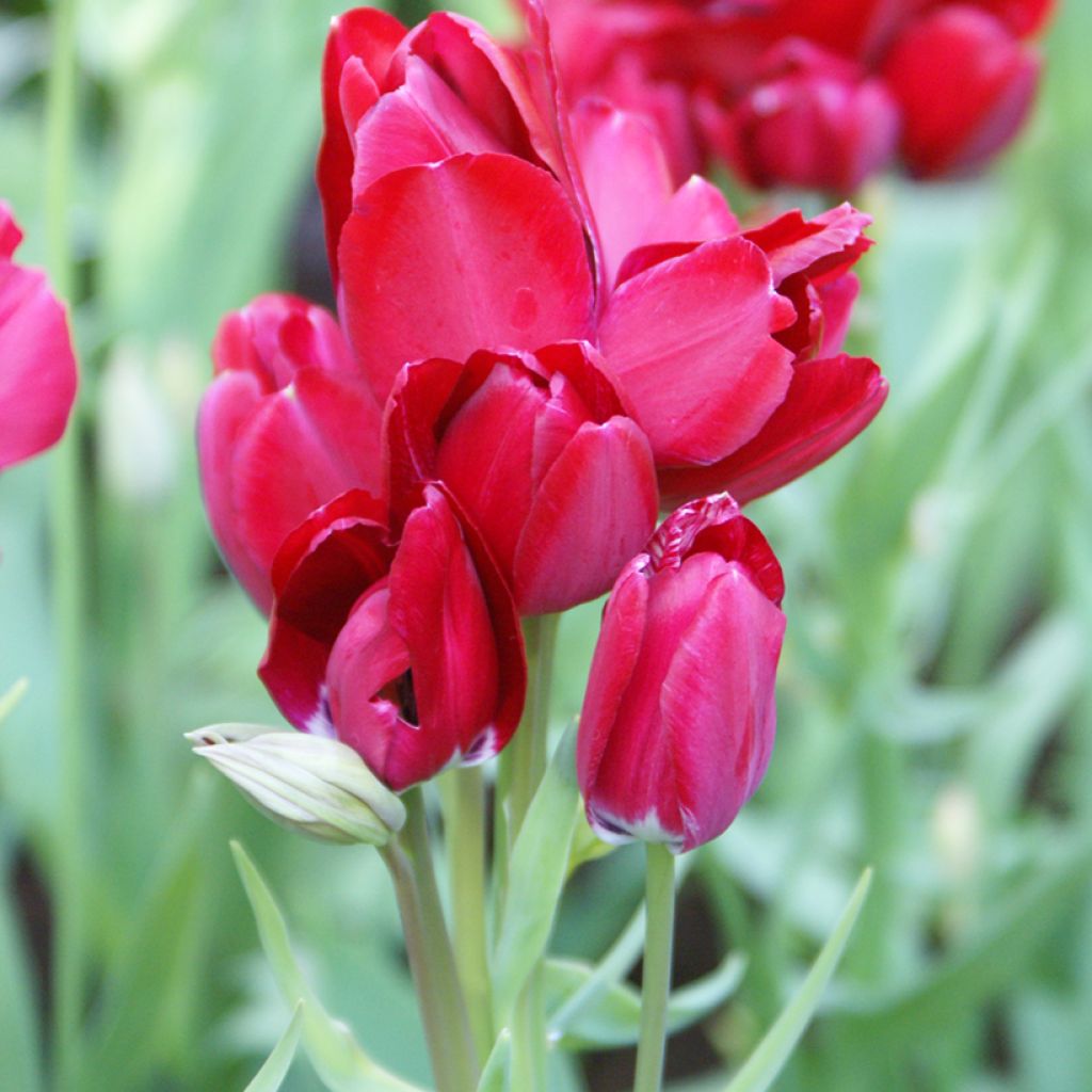 Tulipa Fiery Club - Multiple flowering Tulip