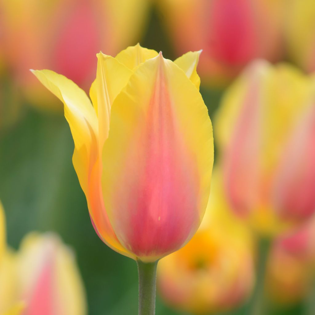 Tulipa Blushing Beauty - Simple late Tulip