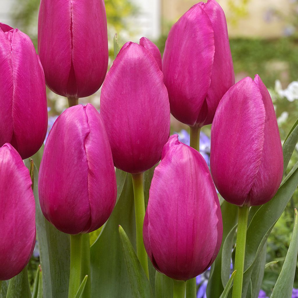 Tulipa Yosemite - Early simple Tulip