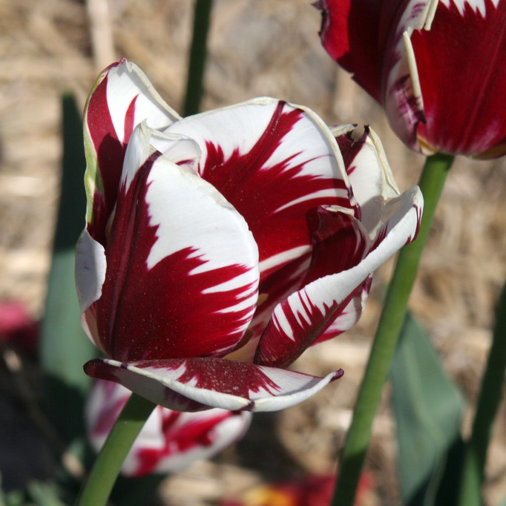 Tulipa Grand Perfection - Triumph Tulip