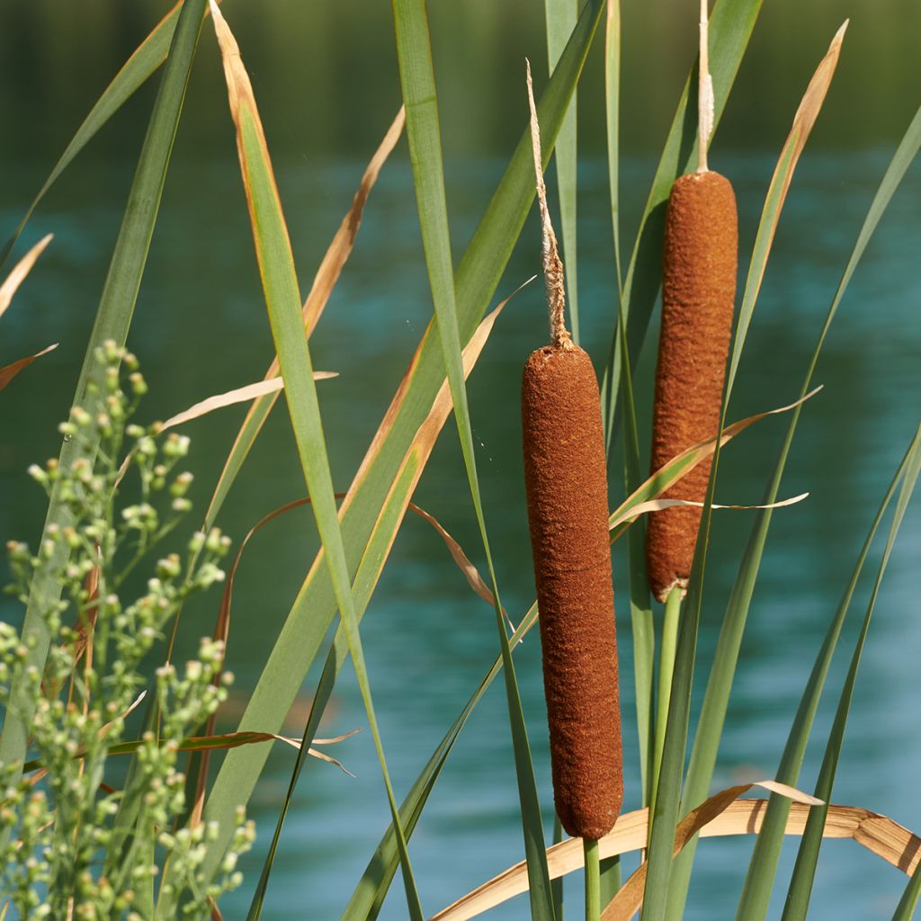 Typha latifolia - Cattail