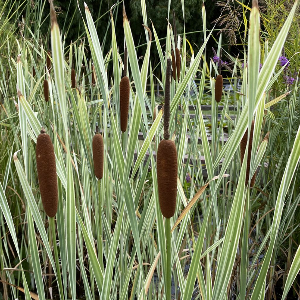 Typha latifolia Variegata