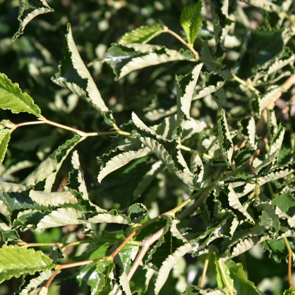 Ulmus minor Webbiana - Elm