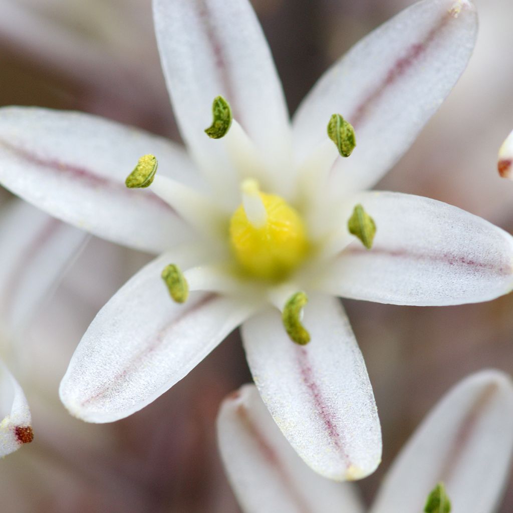 Urginea maritima