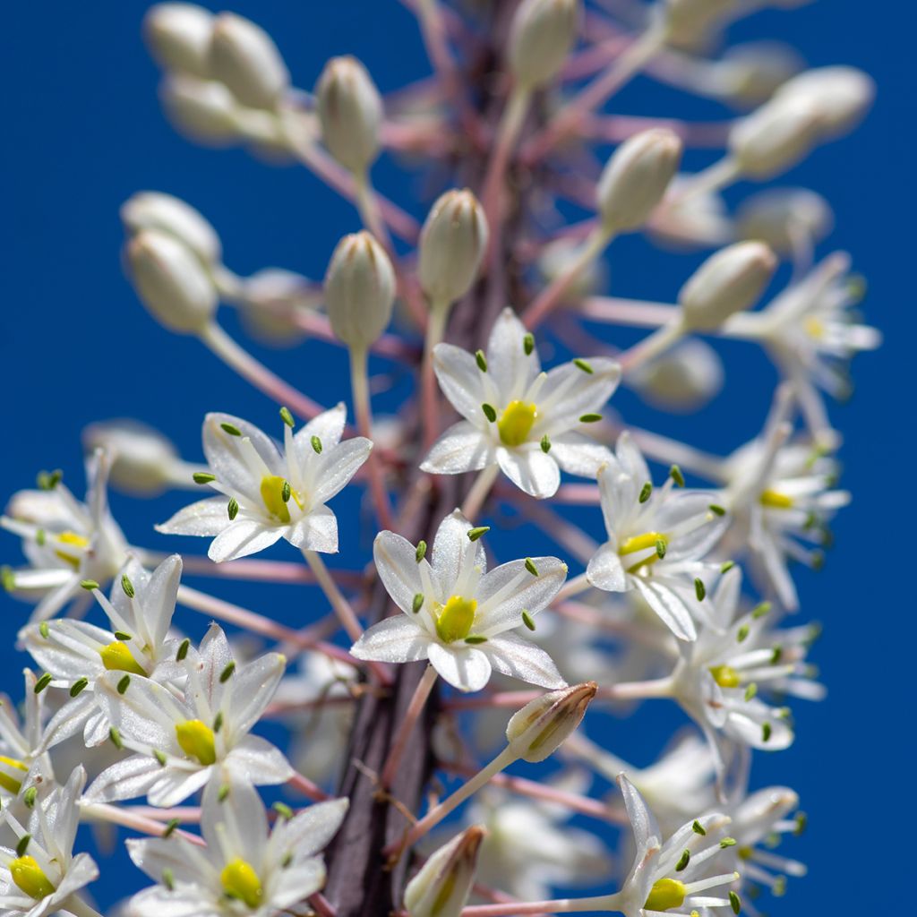 Urginea maritima