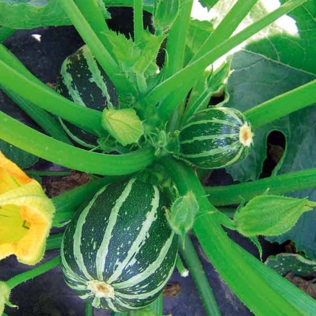 Courgette Picolo F1