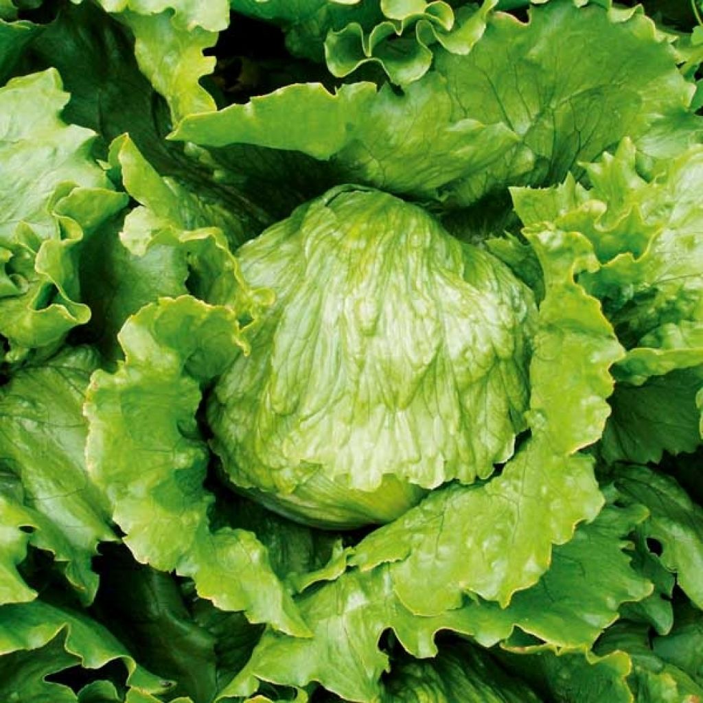 Iceberg Lettuce Match Seeds - Lactuca sativa