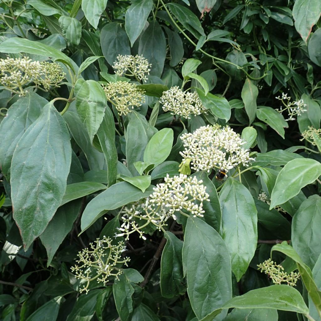 Viburnum cylindricum