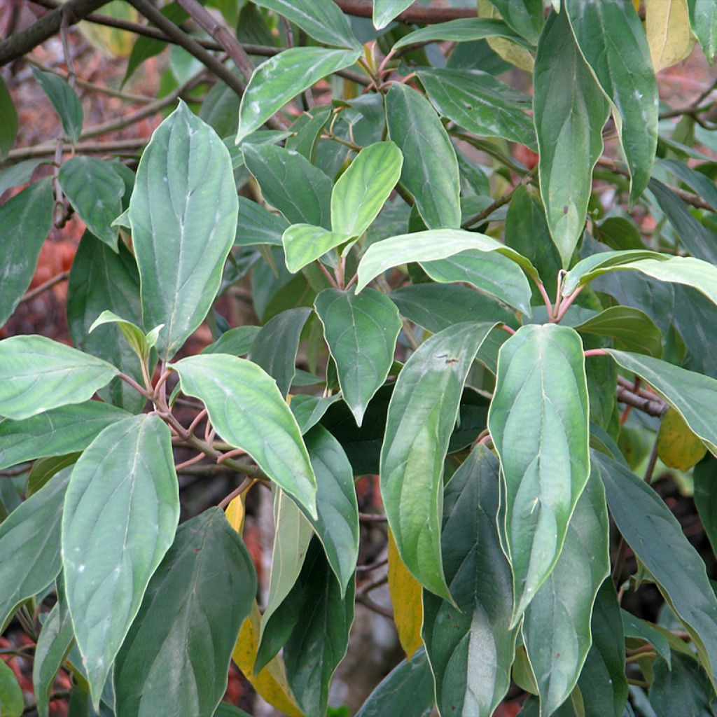 Viburnum cylindricum