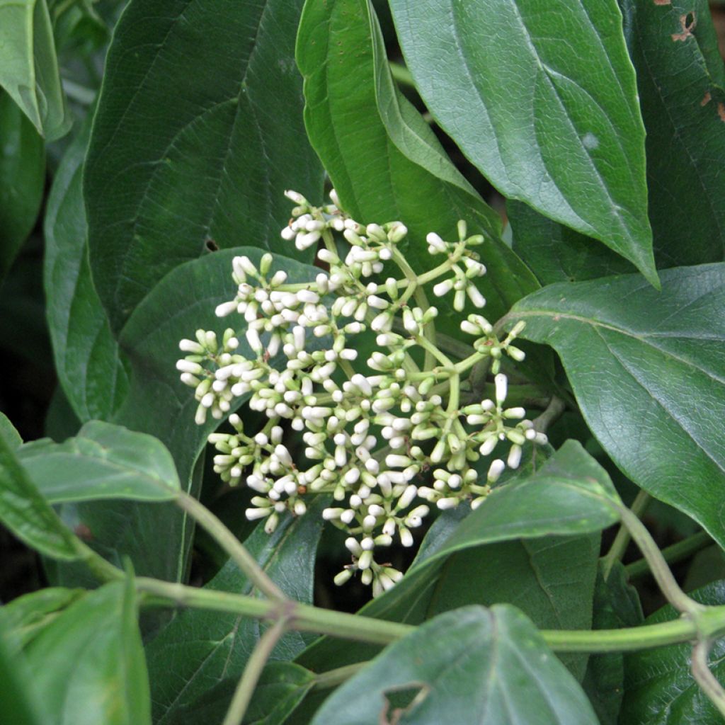 Viburnum cylindricum