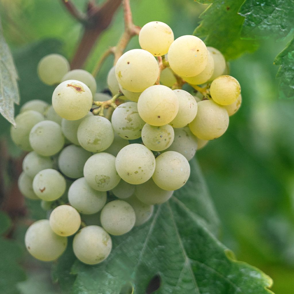 Vitis labrusca x vinifera Topazia - Dessert Grape