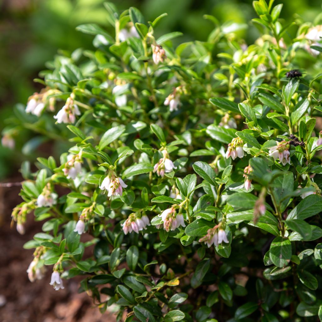 Vaccinium vitis-idaea Koralle - Bilberry