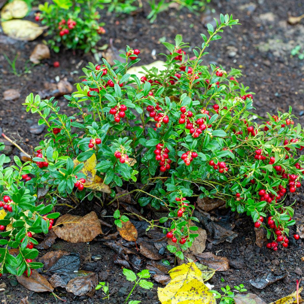 Vaccinium vitis-idaea Koralle - Bilberry