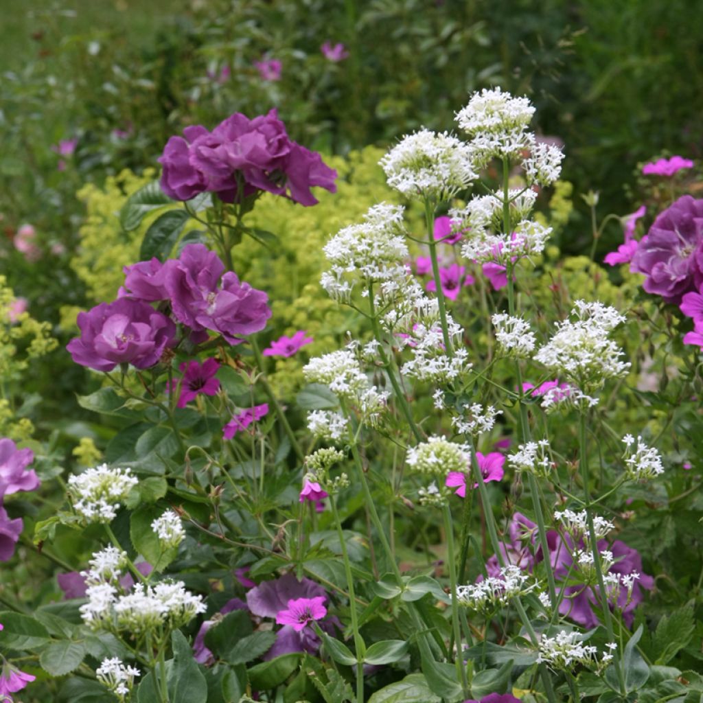 Centranthus ruber Albus