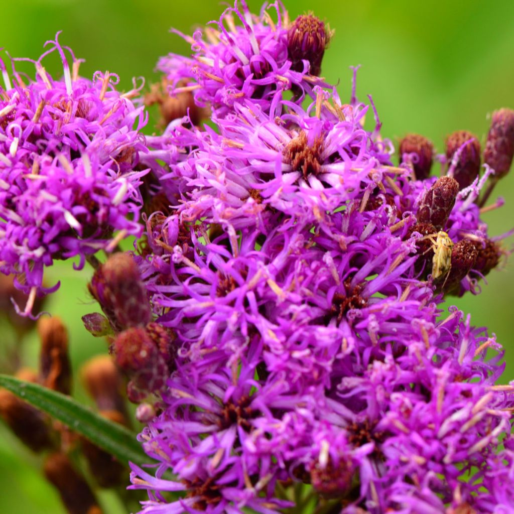 Vernonia fasciculata - Ironweed