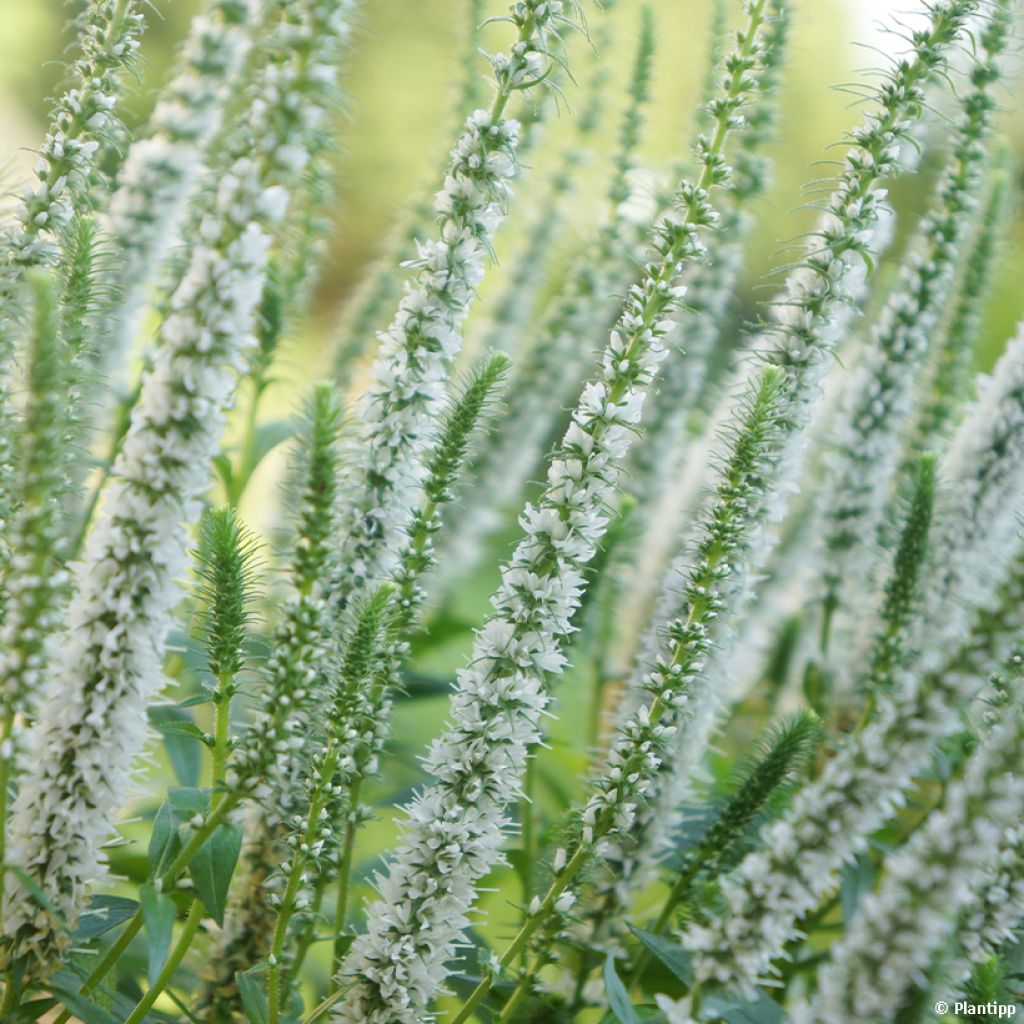 Veronica spicata Snow Candles