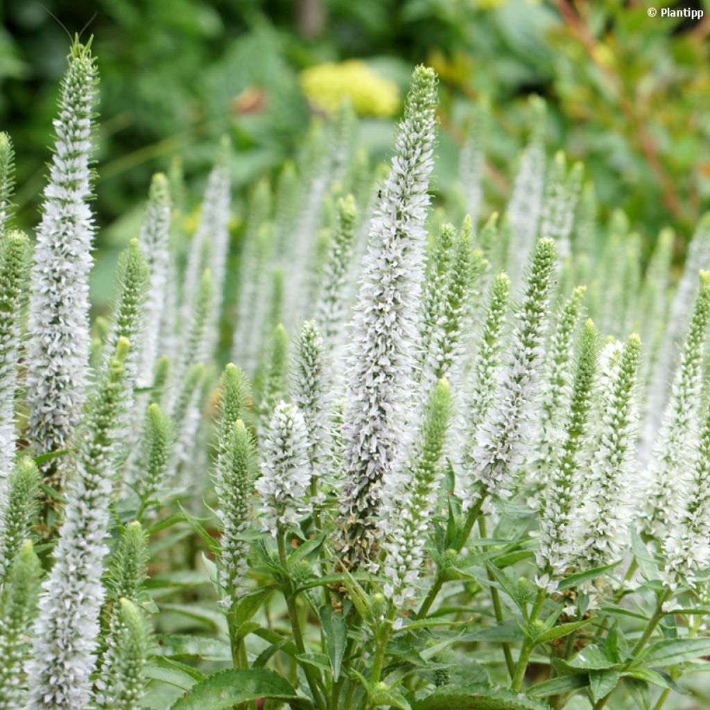 Veronica spicata Snow Candles