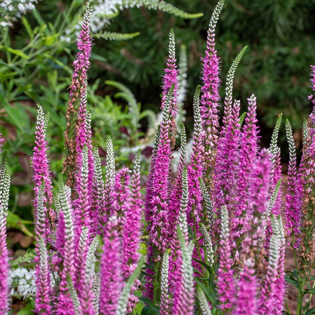 Veronica spicata Pink Marshmallow