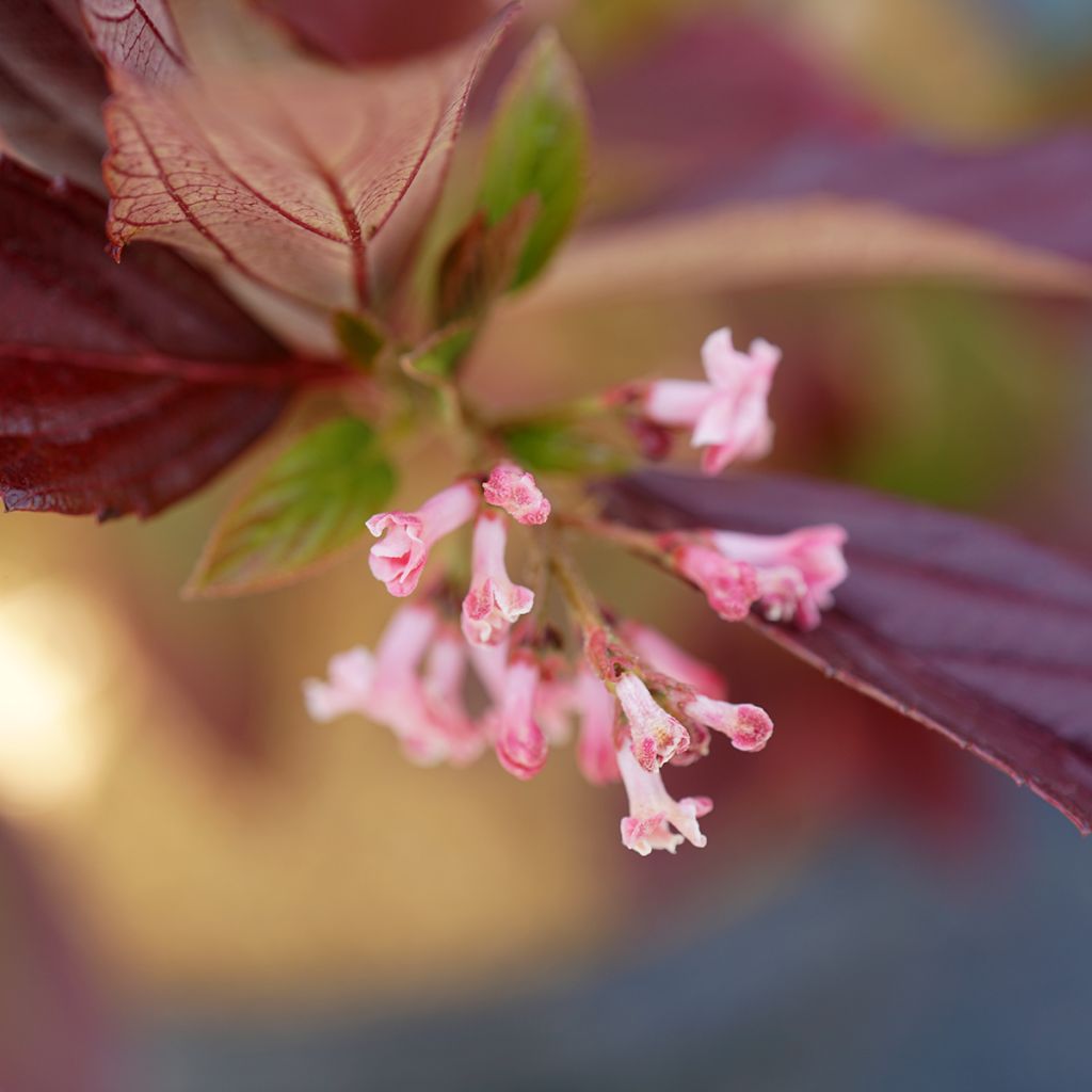 Viburnum Sweet Talker - Bodnantense Viburnum