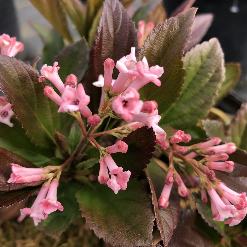 Viburnum Sweet Talker - Bodnantense Viburnum