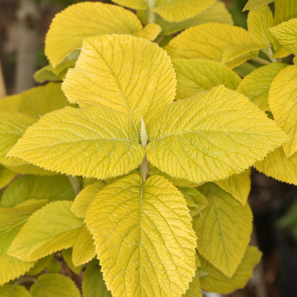 Viburnum lantana Aureum - Wayfaring tree