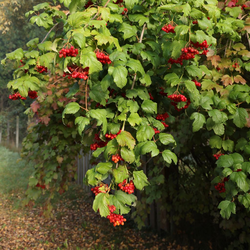 Viburnum opulus Tajożnyje Rubiny - Guelder rose