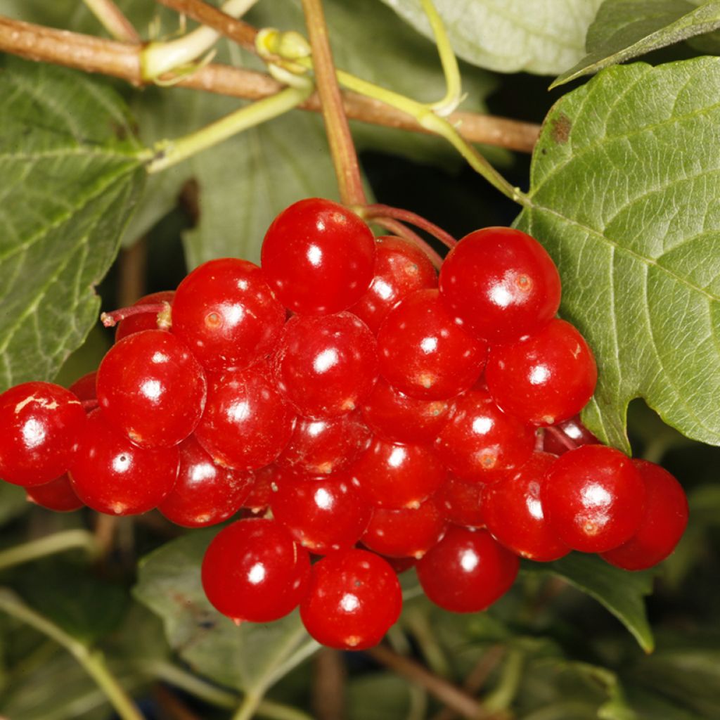 Viburnum opulus Tajożnyje Rubiny - Guelder rose