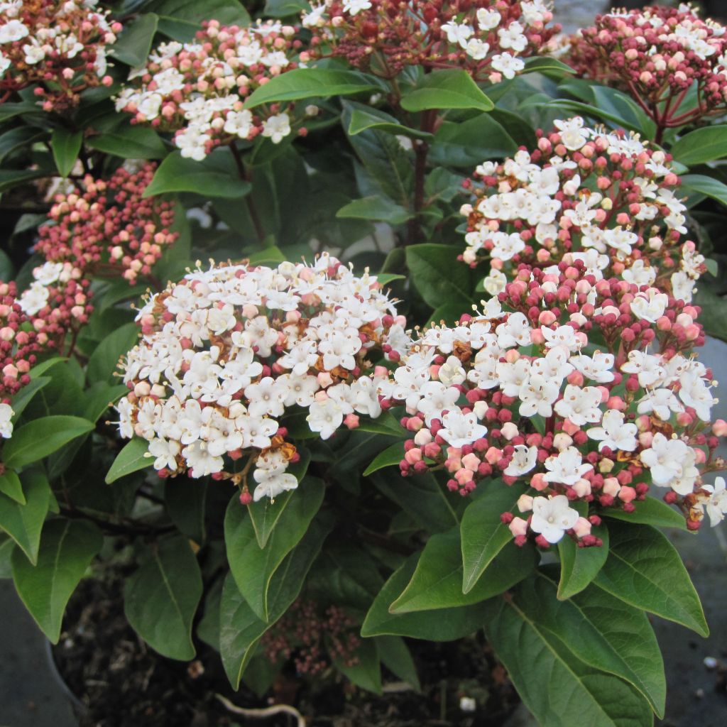 Viburnum tinus Lisarose - Laurustinus