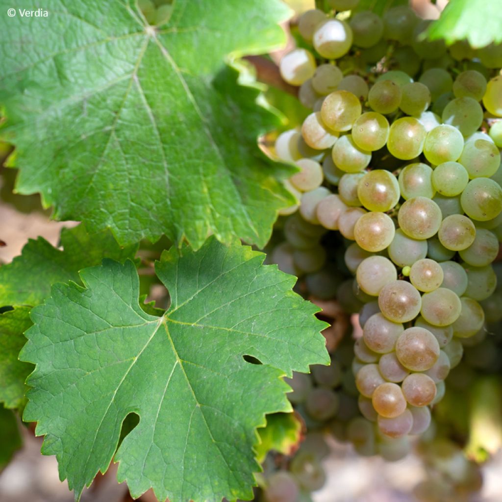 Vitis Nathy-Sauvignac Vign'Happy Fruitality - Grapevine