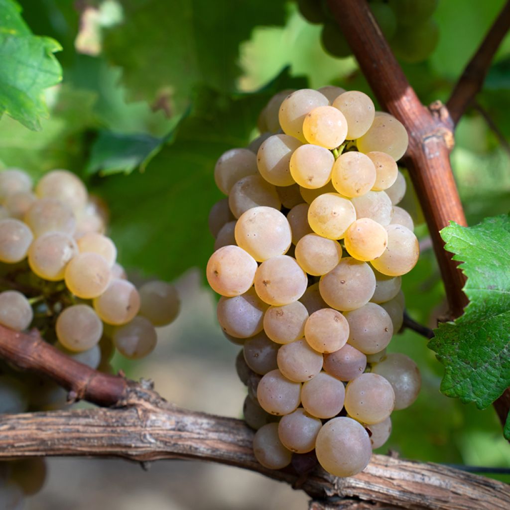 Vitis Nathy-Sauvignac Vign'Happy Fruitality - Grapevine