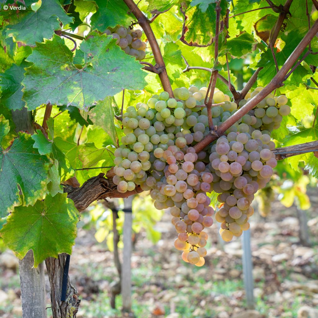 Vitis Nathy-Sauvignac Vign'Happy Fruitality - Grapevine