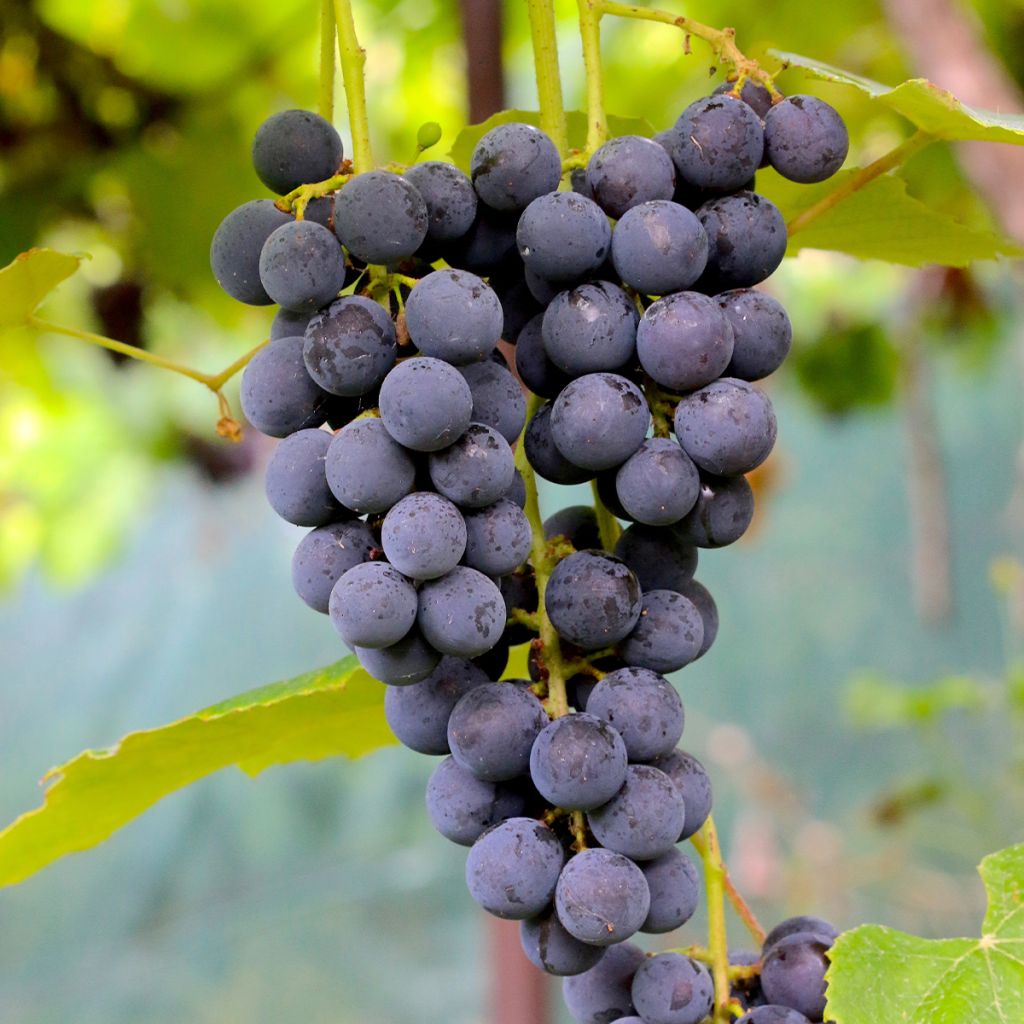 Vitis vinifera Muscat Rouge De Madere - Grape vine