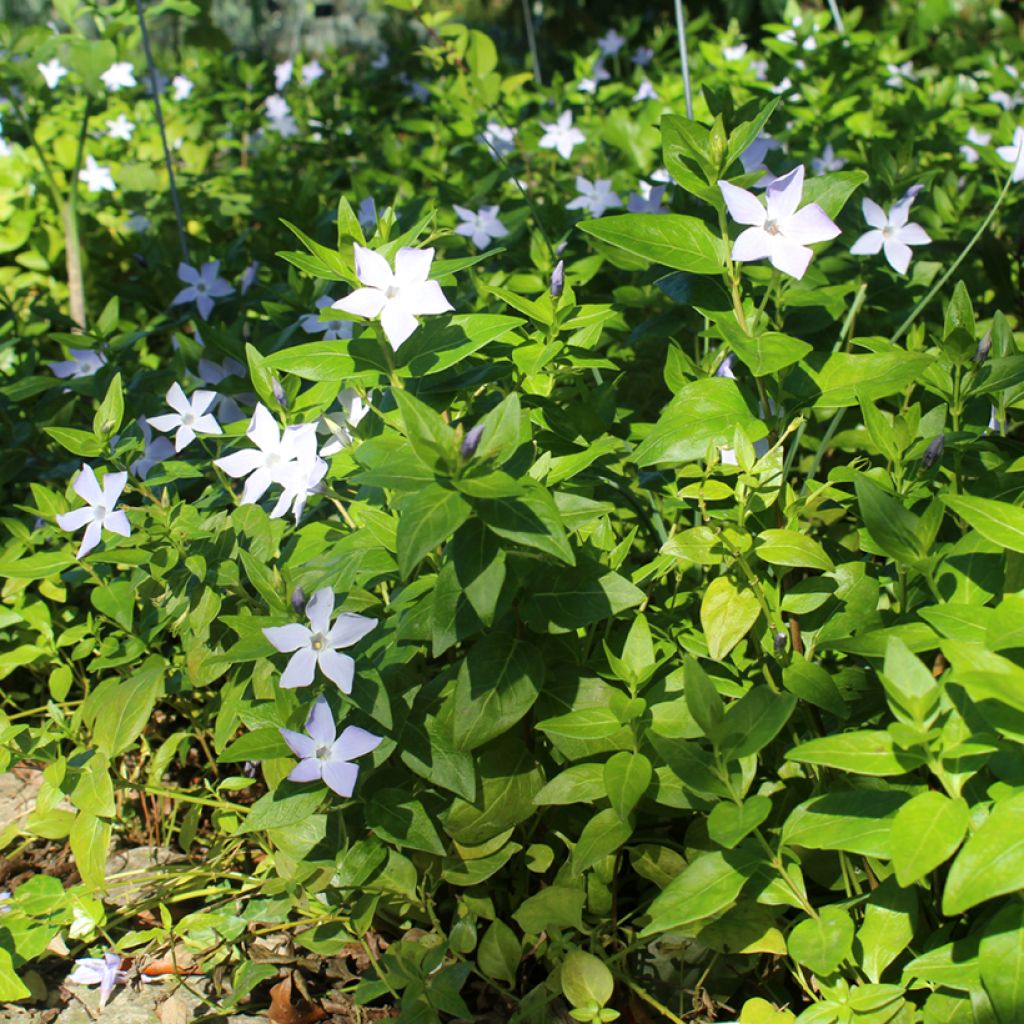 Vinca major 