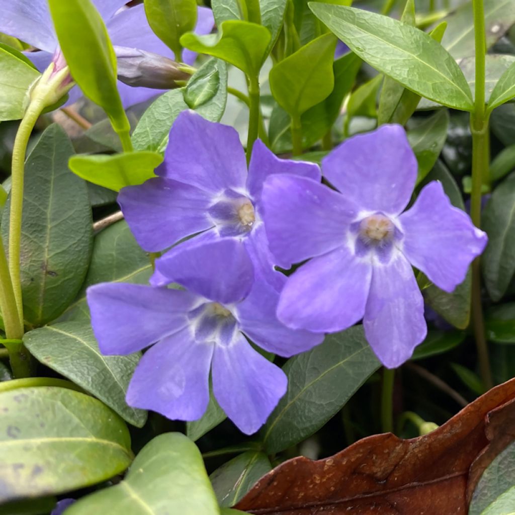 Vinca major 